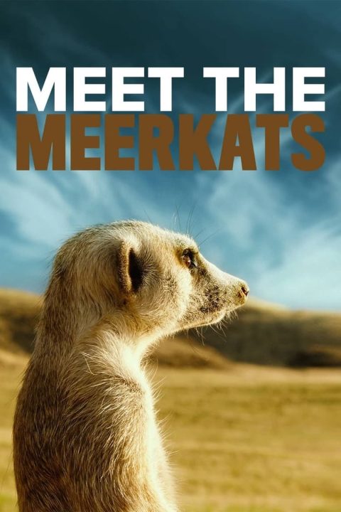 Meet the Meerkats