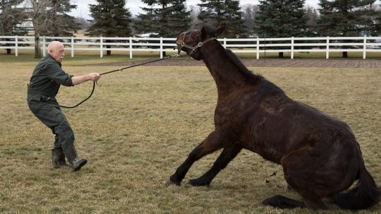 The Incredible Dr. Pol - Epizóda 1