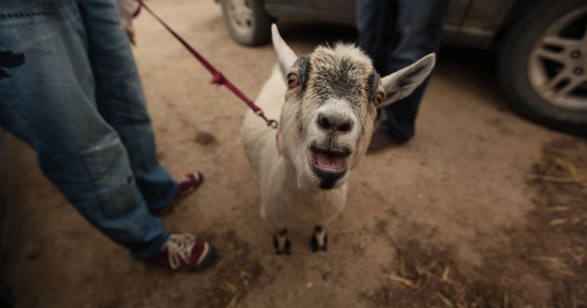 The Incredible Dr. Pol