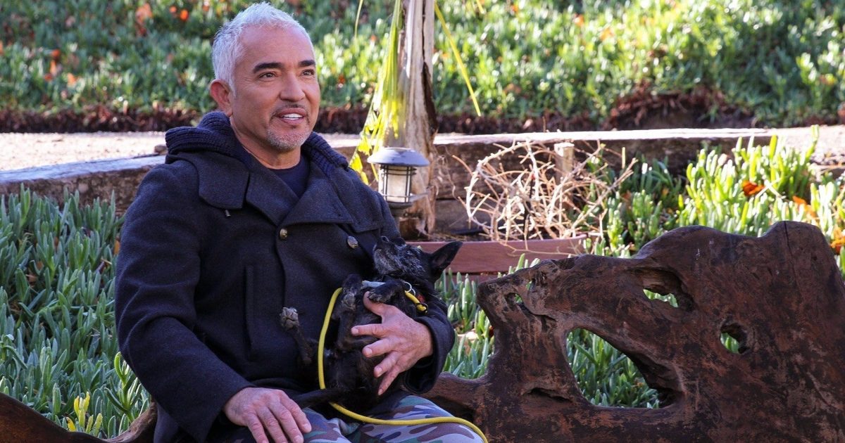 Cesar Millan: Better Human, Better Dog