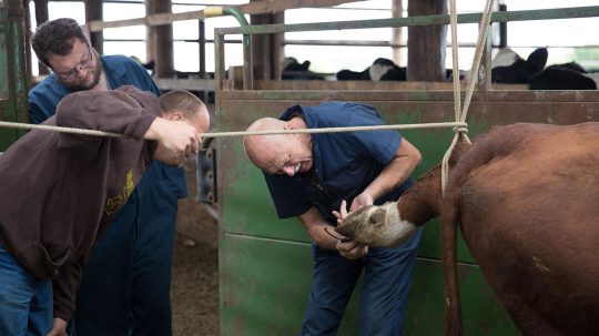 The Incredible Dr. Pol - Epizóda 3