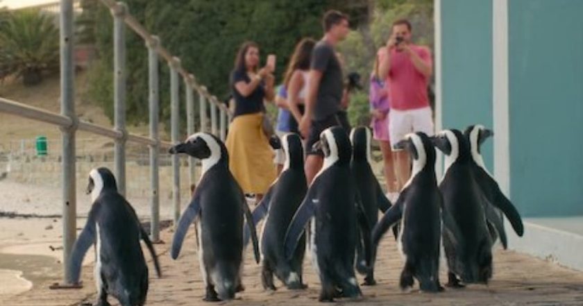 Penguin Town