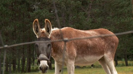 The Incredible Dr. Pol - Epizóda 6