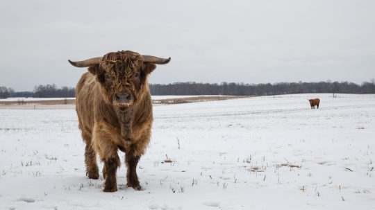 The Incredible Dr. Pol - Epizóda 7