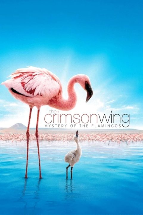 Plagát The Crimson Wing: Mystery of the Flamingos