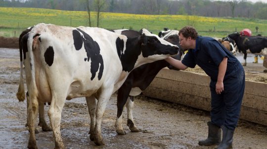 The Incredible Dr. Pol - Epizóda 2