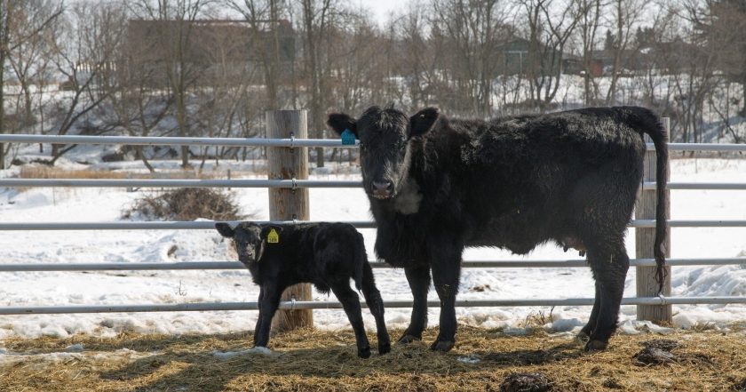 The Incredible Dr. Pol