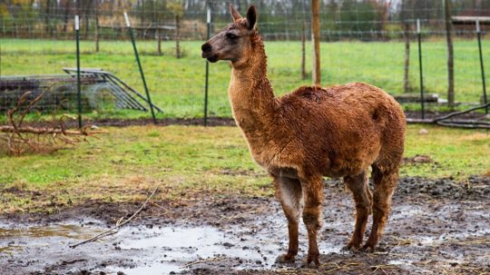 The Incredible Dr. Pol - Epizóda 3