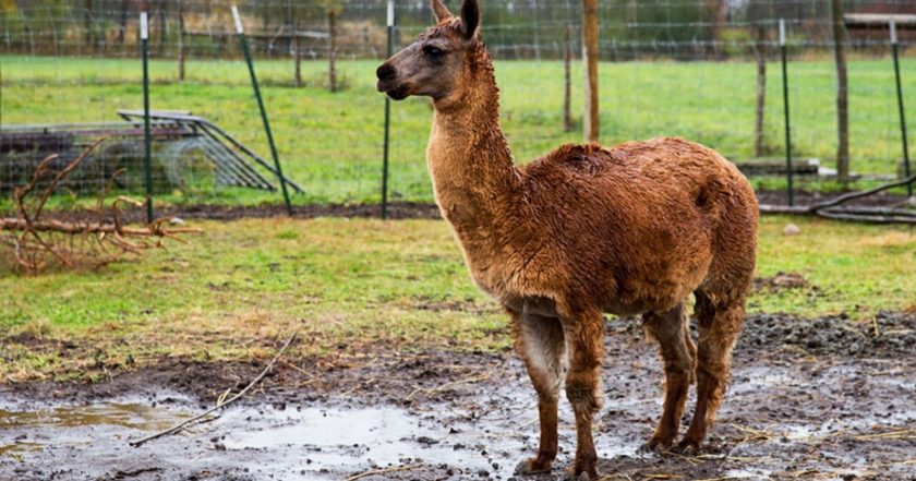 The Incredible Dr. Pol