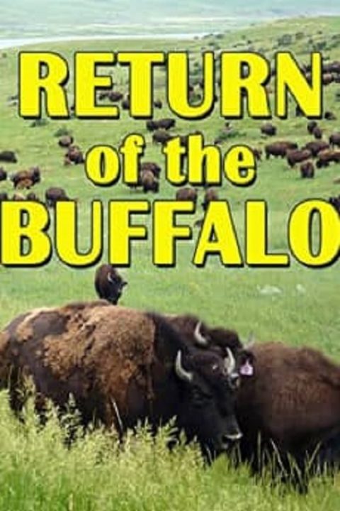 Plagát The Return of the Buffalo: Restoring the Great American Prairie