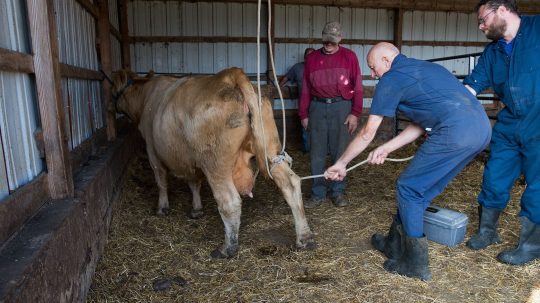 The Incredible Dr. Pol - Epizóda 4