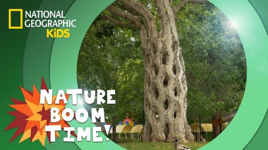 Nature Boom Time - Epizóda 9