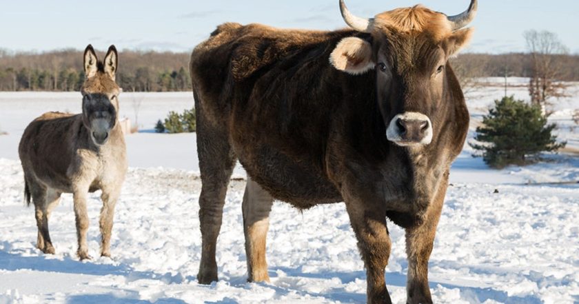 The Incredible Dr. Pol