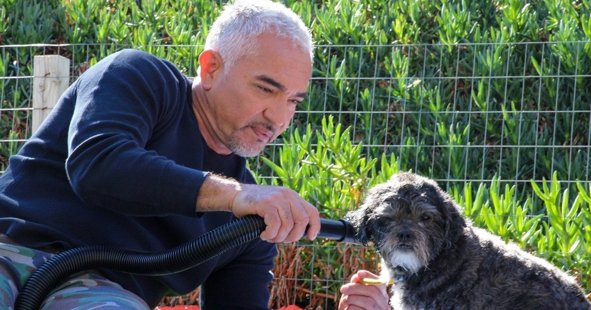 Cesar Millan: Better Human, Better Dog