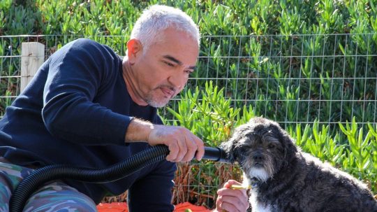 Cesar Millan: Better Human, Better Dog - Epizóda 9