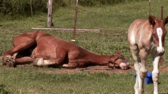 The Incredible Dr. Pol - Epizóda 10