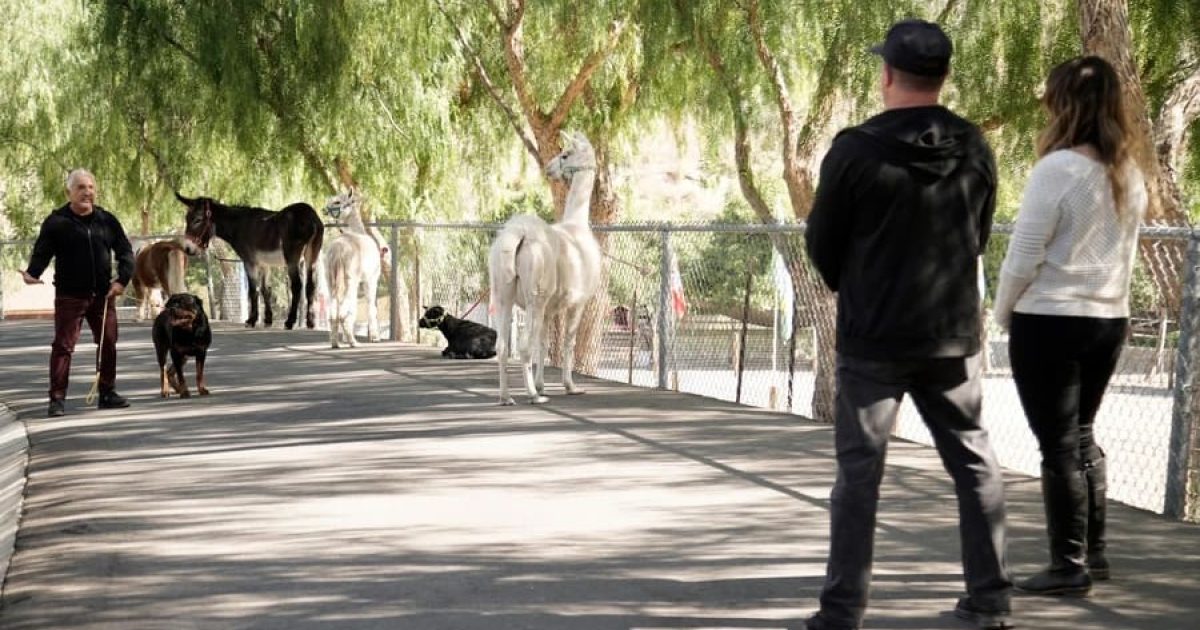 Cesar Millan: Better Human, Better Dog