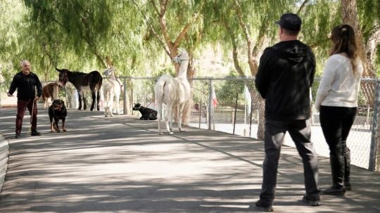 Cesar Millan: Better Human, Better Dog - Epizóda 10