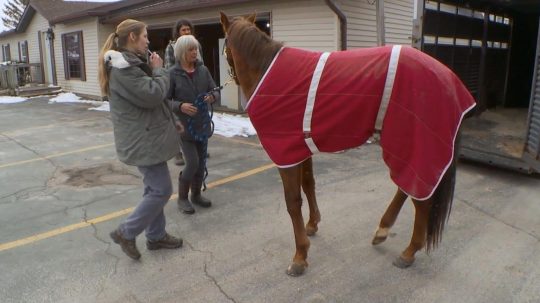 The Incredible Dr. Pol - Epizóda 12