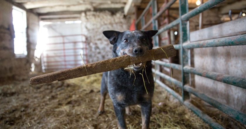 The Incredible Dr. Pol