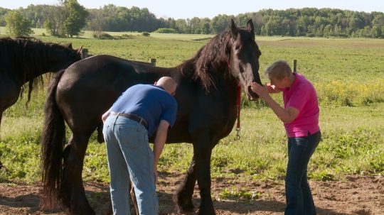 The Incredible Dr. Pol - Epizóda 8